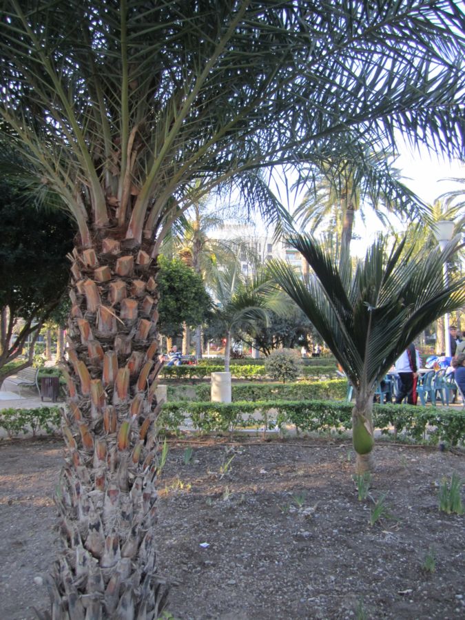 [Foto de planta, jardin, jardineria]