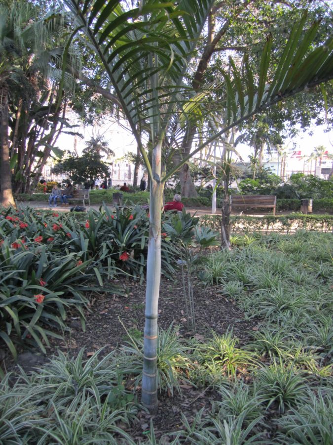 [Foto de planta, jardin, jardineria]