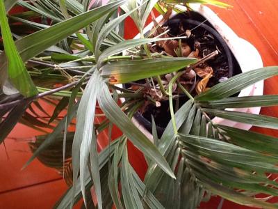 [Foto de planta, jardin, jardineria]