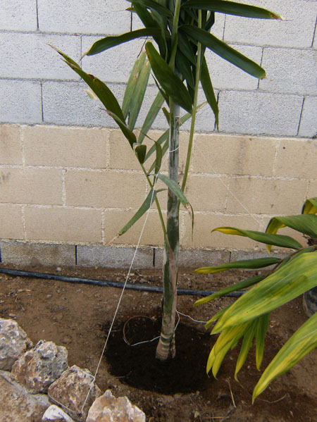 [Foto de planta, jardin, jardineria]