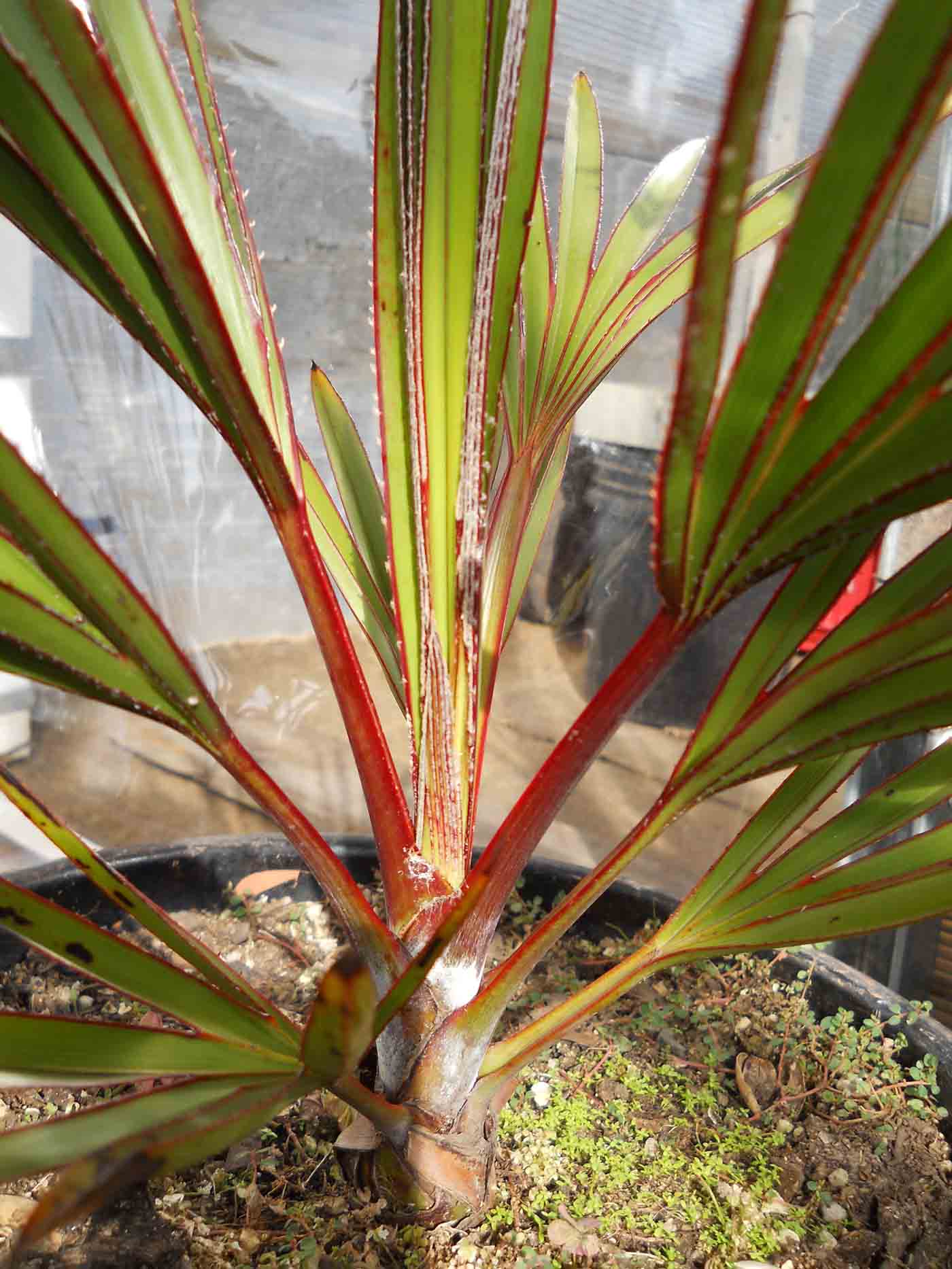 [Foto de planta, jardin, jardineria]