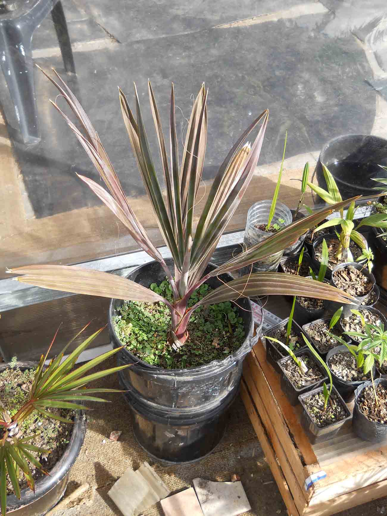 [Foto de planta, jardin, jardineria]