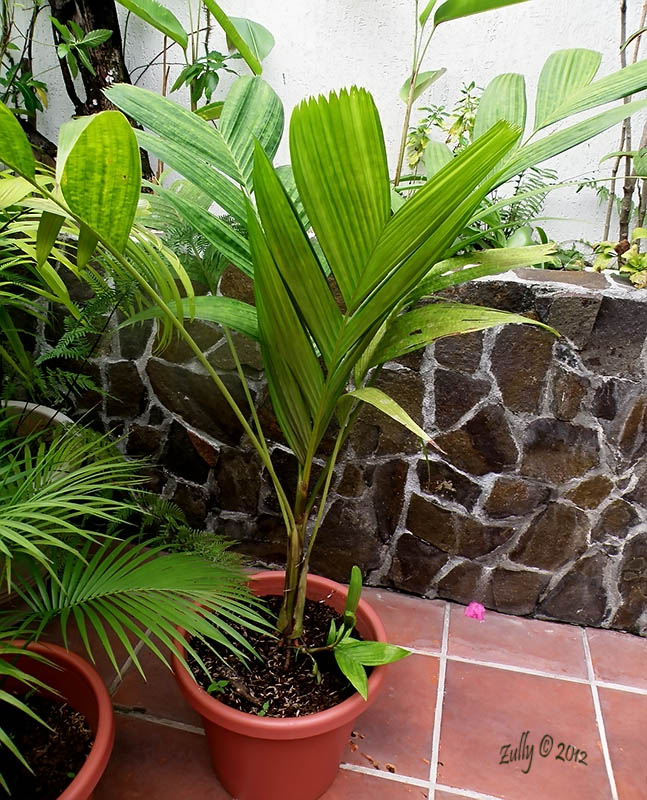 [Foto de planta, jardin, jardineria]