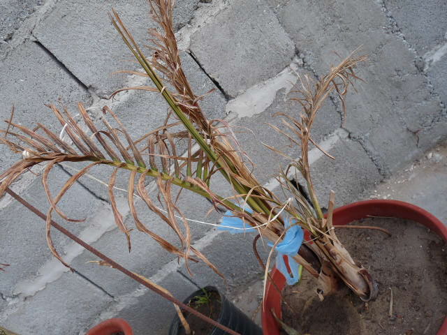 [Foto de planta, jardin, jardineria]