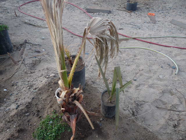 [Foto de planta, jardin, jardineria]