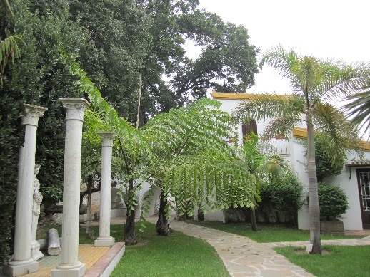 [Foto de planta, jardin, jardineria]