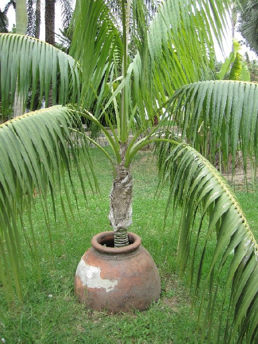 [Foto de planta, jardin, jardineria]