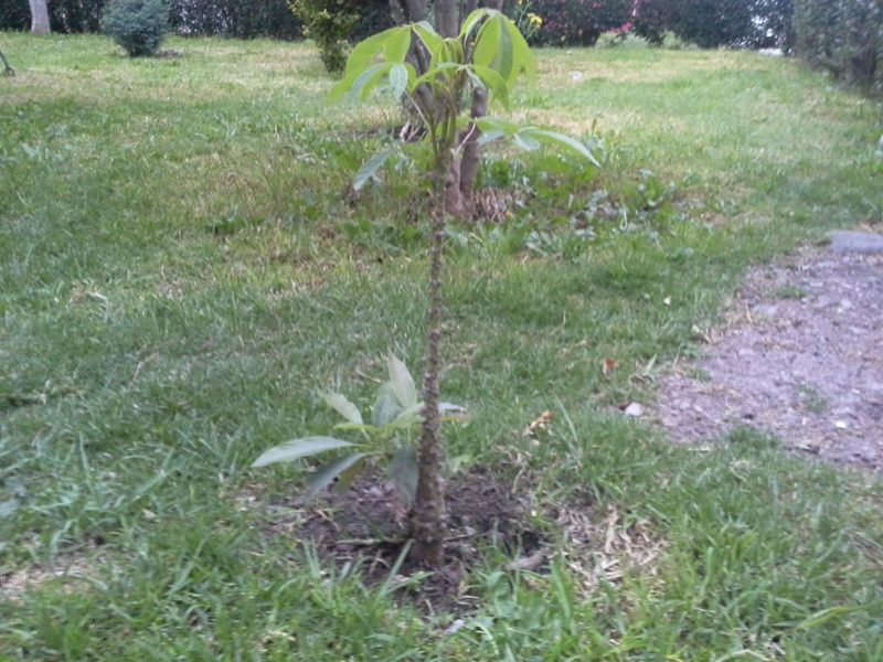 [Foto de planta, jardin, jardineria]