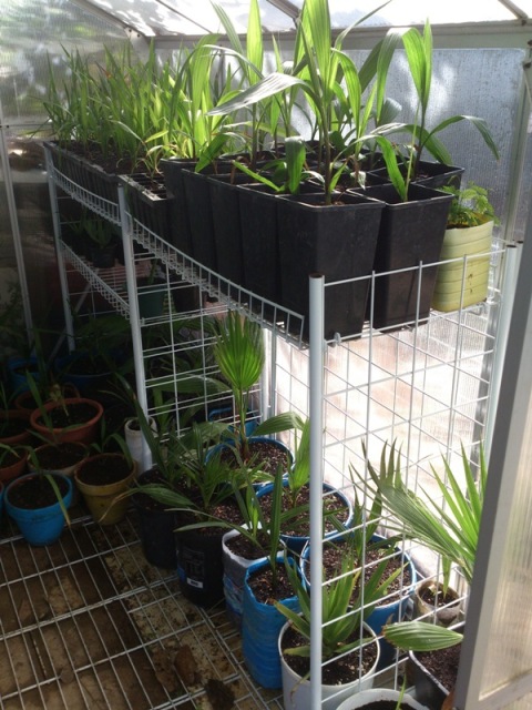 [Foto de planta, jardin, jardineria]