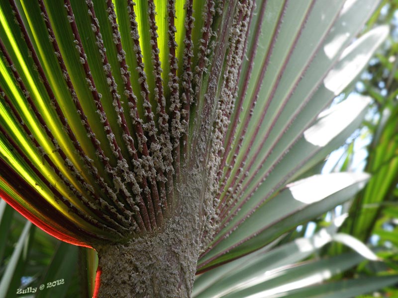 [Foto de planta, jardin, jardineria]