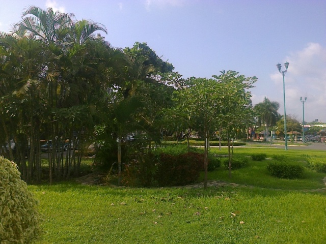 [Foto de planta, jardin, jardineria]