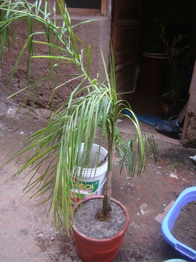 [Foto de planta, jardin, jardineria]