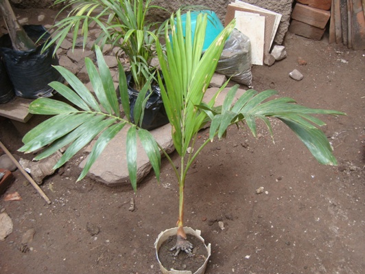 [Foto de planta, jardin, jardineria]