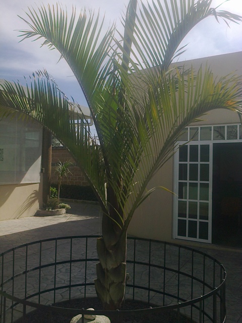 [Foto de planta, jardin, jardineria]