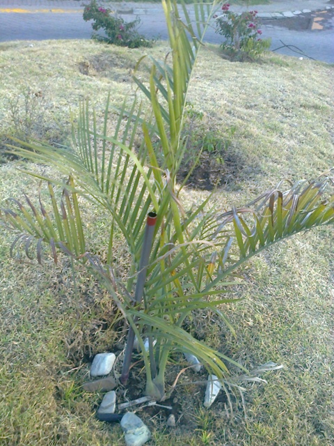 [Foto de planta, jardin, jardineria]