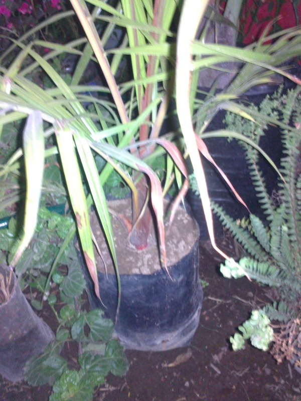 [Foto de planta, jardin, jardineria]