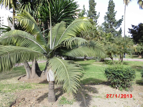 [Foto de planta, jardin, jardineria]