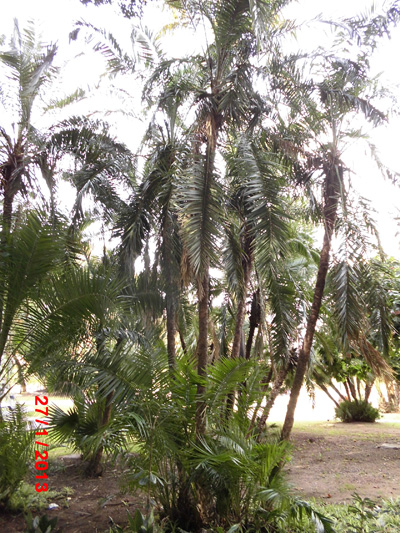 [Foto de planta, jardin, jardineria]