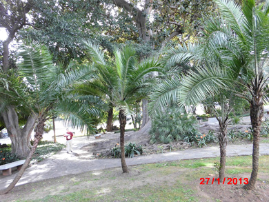[Foto de planta, jardin, jardineria]
