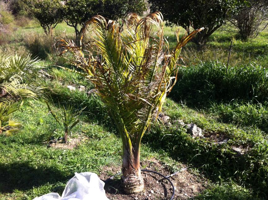 [Foto de planta, jardin, jardineria]