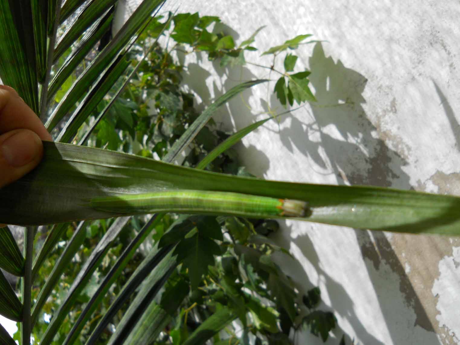 [Foto de planta, jardin, jardineria]