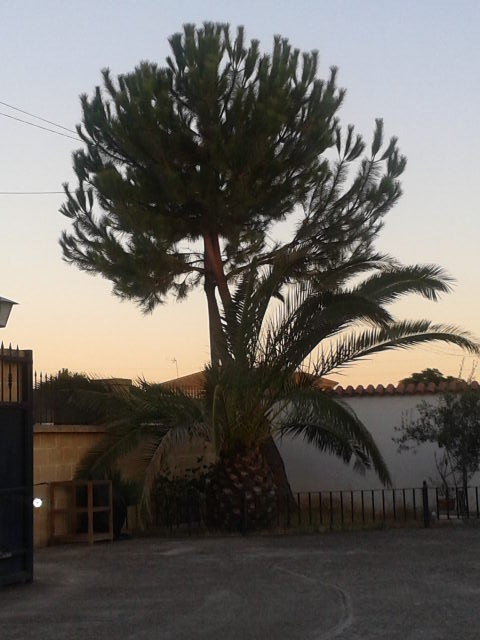 [Foto de planta, jardin, jardineria]