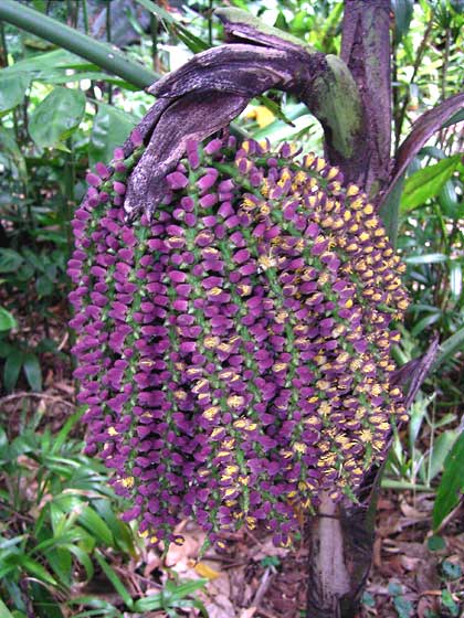 [Foto de planta, jardin, jardineria]