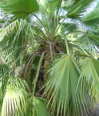 [Foto de planta, jardin, jardineria]
