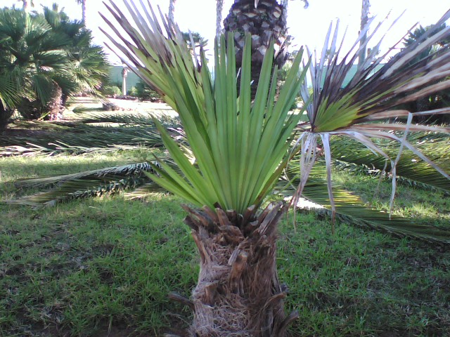 [Foto de planta, jardin, jardineria]