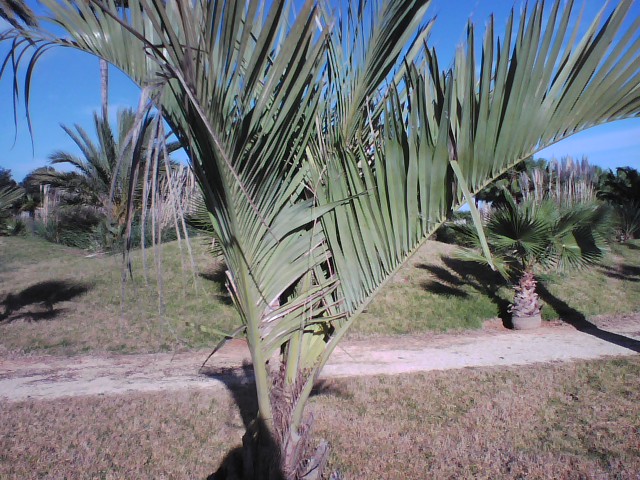[Foto de planta, jardin, jardineria]