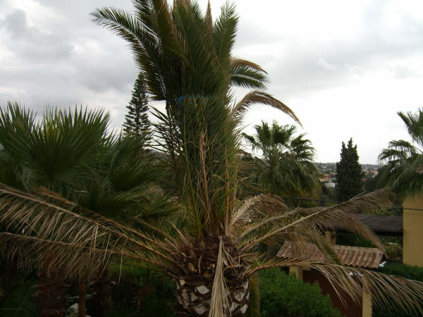 [Foto de planta, jardin, jardineria]