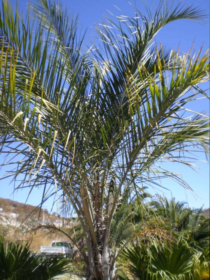 [Foto de planta, jardin, jardineria]