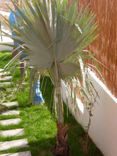 [Foto de planta, jardin, jardineria]