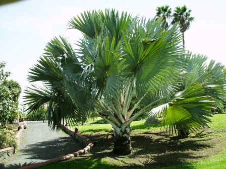 [Foto de planta, jardin, jardineria]