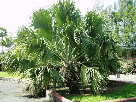 [Foto de planta, jardin, jardineria]
