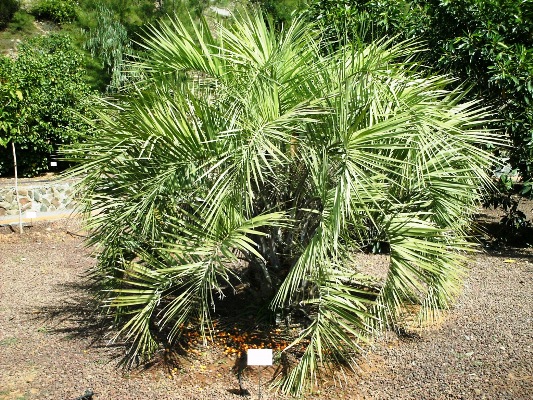 [Foto de planta, jardin, jardineria]