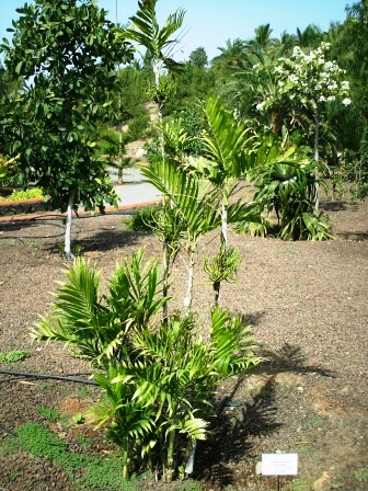 [Foto de planta, jardin, jardineria]