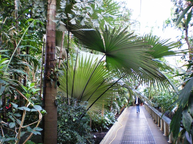 [Foto de planta, jardin, jardineria]