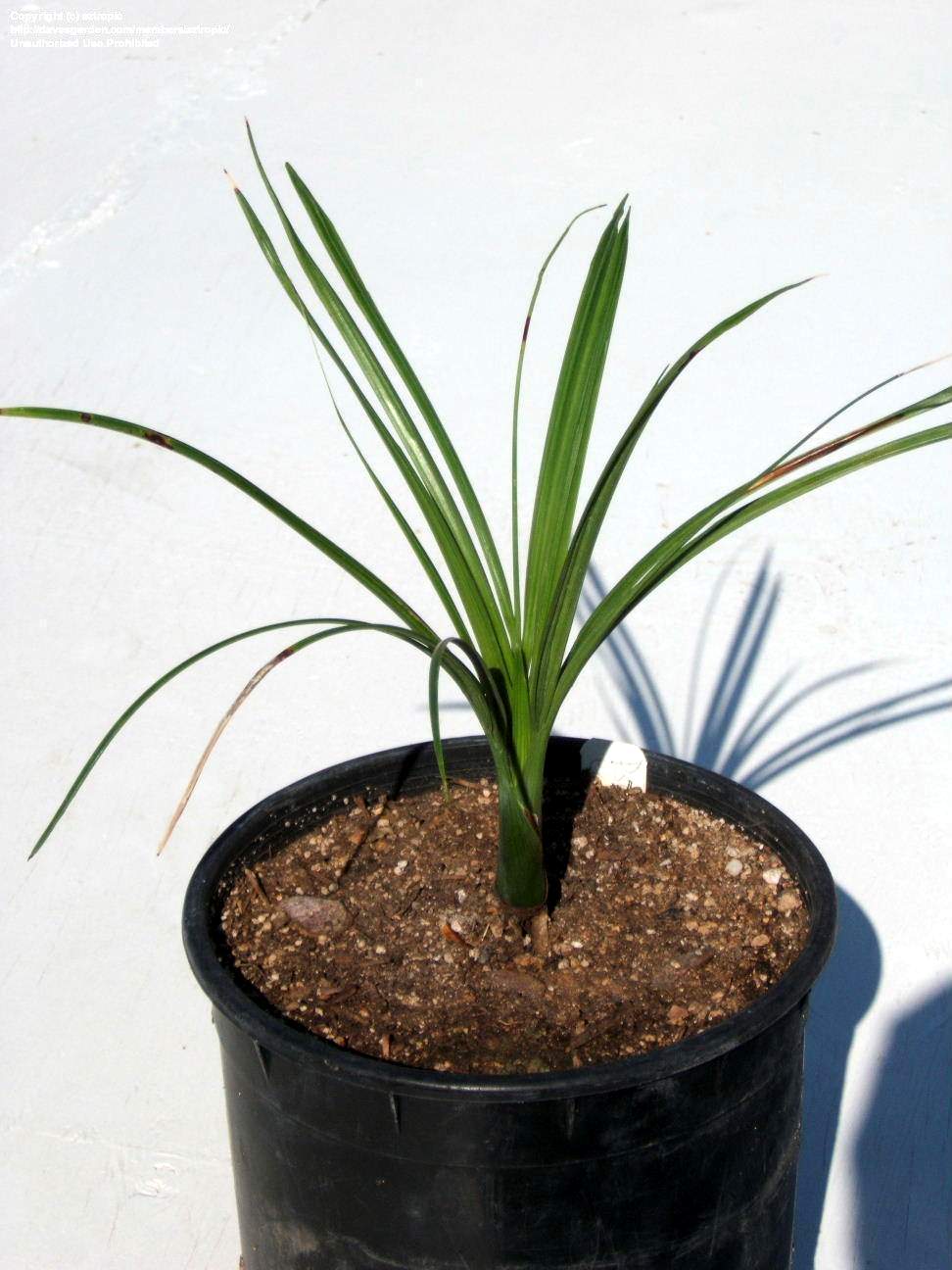 [Foto de planta, jardin, jardineria]