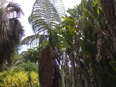 [Foto de planta, jardin, jardineria]