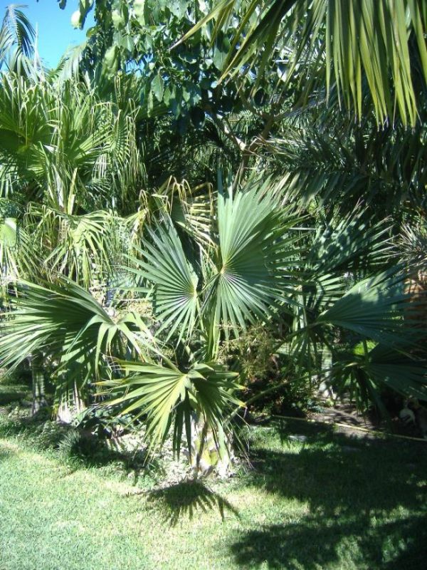 [Foto de planta, jardin, jardineria]