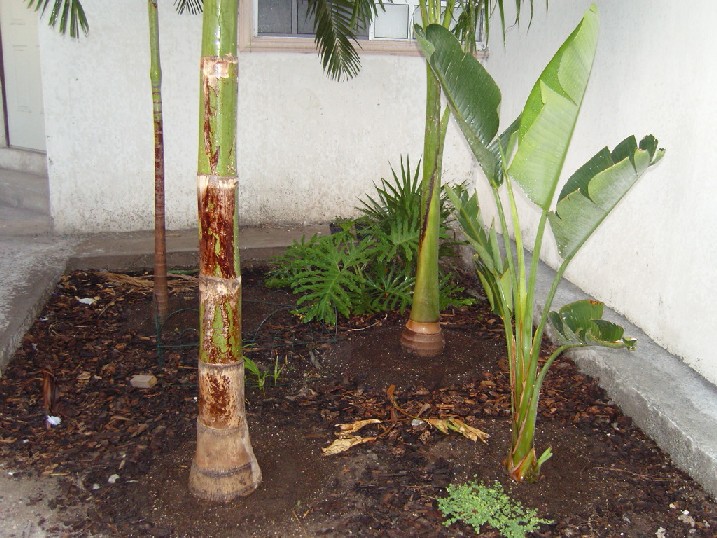 [Foto de planta, jardin, jardineria]