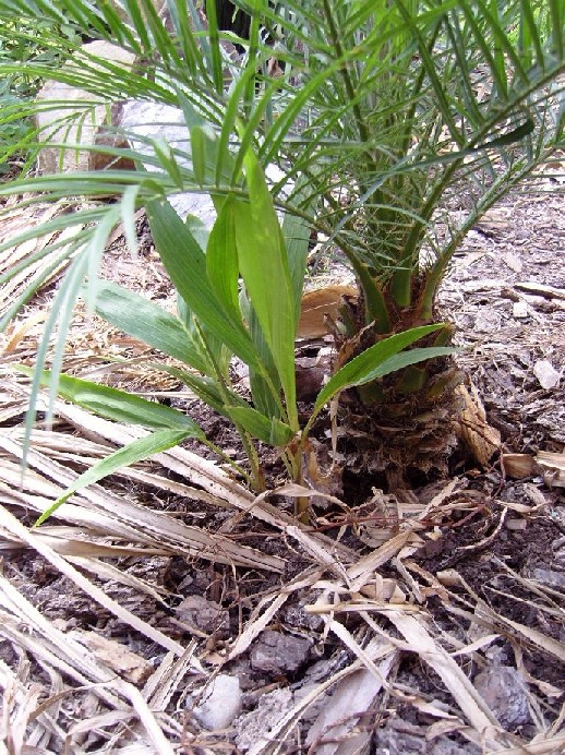 [Foto de planta, jardin, jardineria]