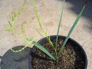 [Foto de planta, jardin, jardineria]