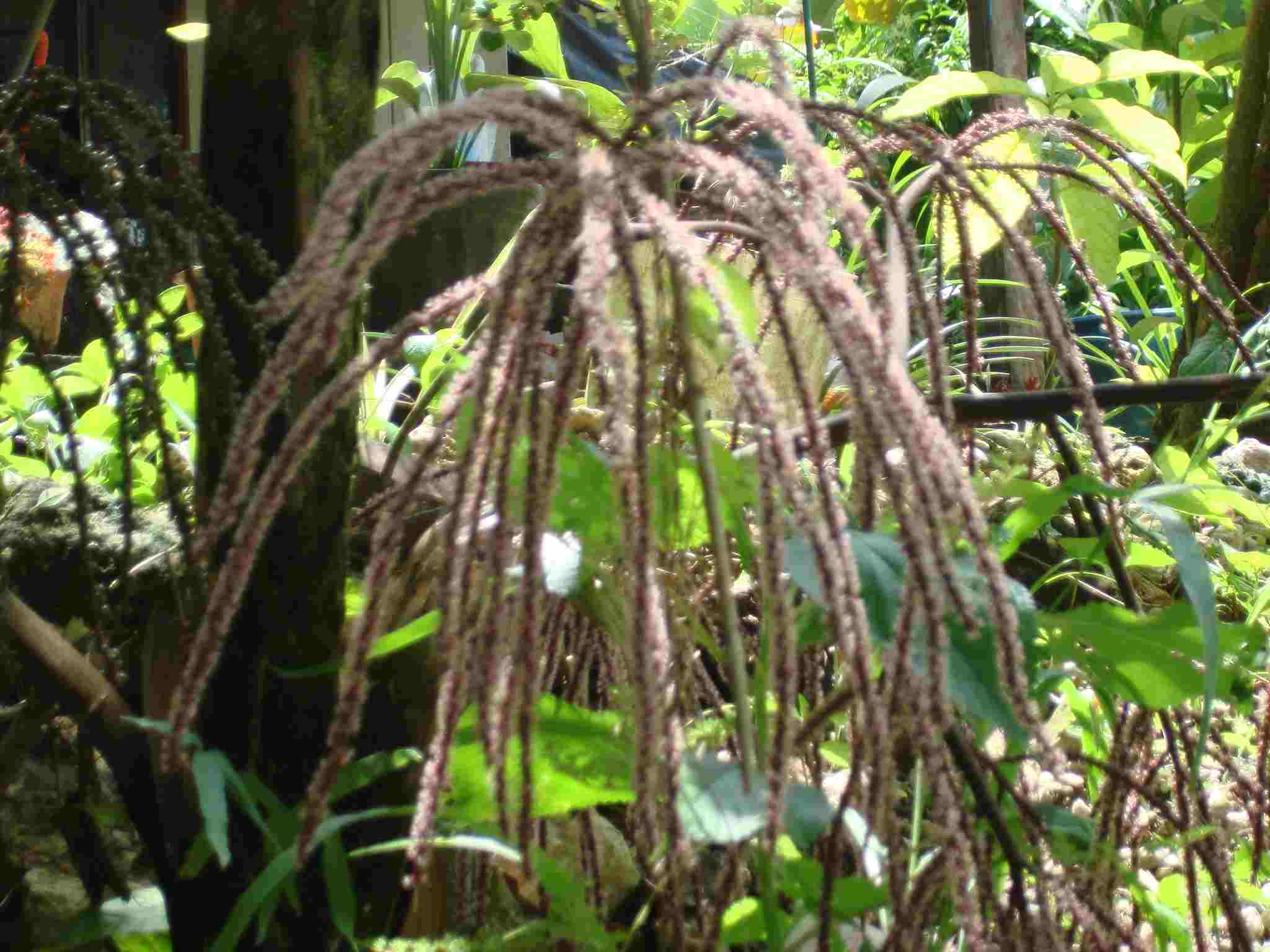 [Foto de planta, jardin, jardineria]