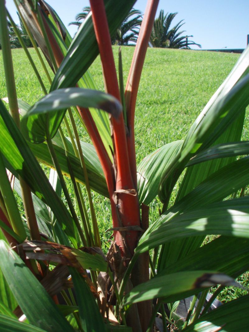 [Foto de planta, jardin, jardineria]
