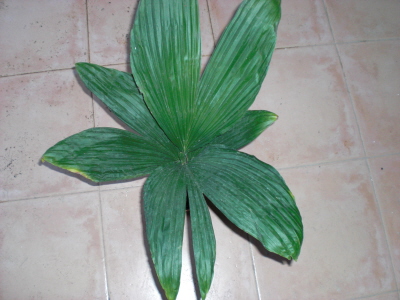 [Foto de planta, jardin, jardineria]