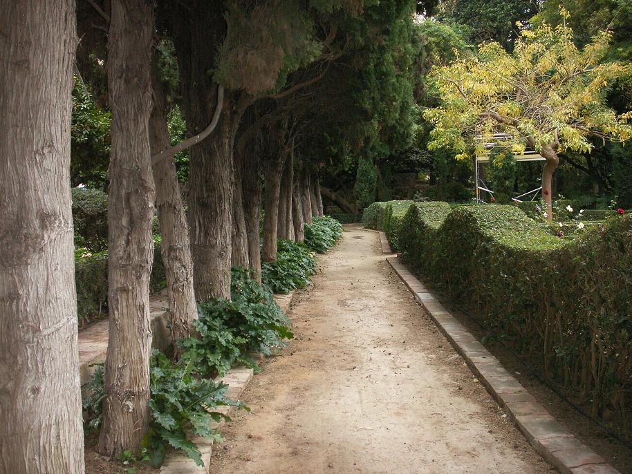 [Foto de planta, jardin, jardineria]
