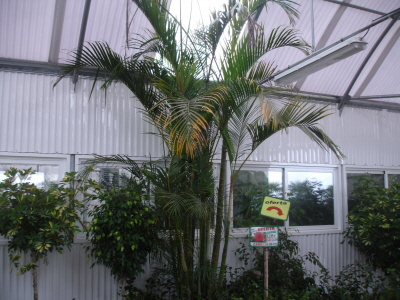 [Foto de planta, jardin, jardineria]