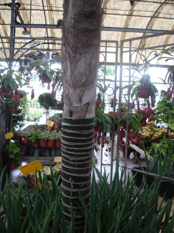 [Foto de planta, jardin, jardineria]